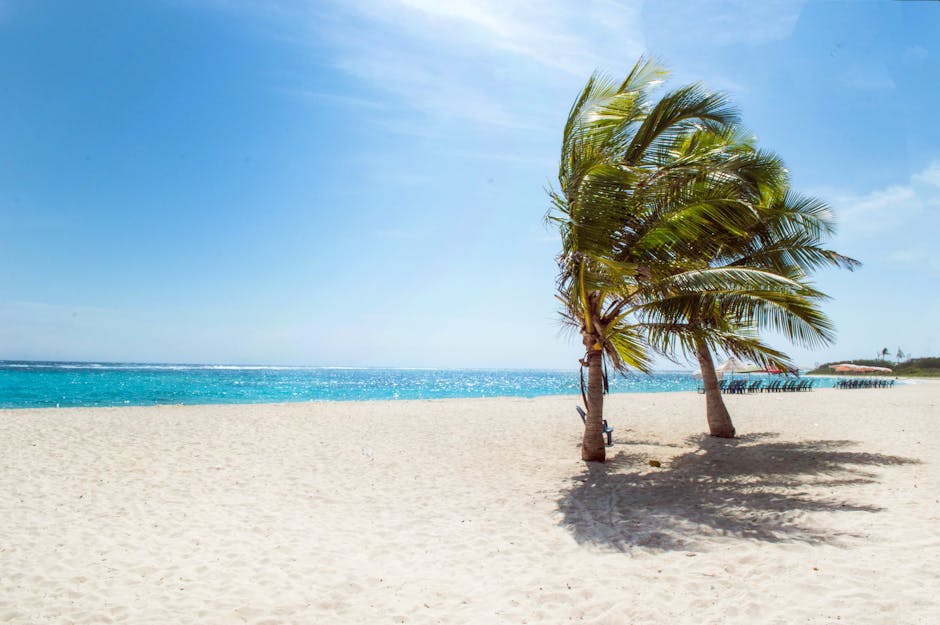Serene tropical beach scene in La Luisa, Venezuela, featuring palm trees and clear blue waters